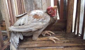Newcastle Disease (Tetelo)